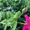 green grasshoppers on rose stems Photo