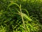 Green grasshoppers stick to tree branches