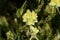 Green grasshoppers on a yellow flower