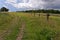 Green grassland with a bamboo fence seen in the middle