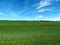 Green grassy farm field