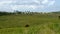 Green grassy field with clouds