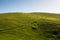 A green, grassy hill terraced by cattle grazing on a ranch with a road along the hillside