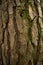 Green-gray, brownish pine rind. Relief bark of old pine tree. Closeup image