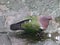 Green, gray, purple dove with ring and red beak,