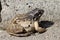 Green-gray toad frog sits on a stone