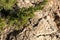 Green greek Juniperus excelsa fur on rock close-up