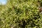 Green greek Juniperus excelsa fur vibrant close-up