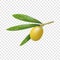 Green greek olive icon, realistic style