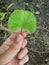 Green green centella asiatica leaves on man hand