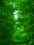 Green green forest