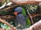 Green grey parrot in nature