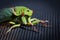 The Green Grocer Cicada on dark background