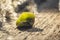 Green Grossular Tumbled Stone Mineral Specimen on Wood