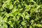 Green ground leafs macro background high quality