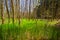 Green Ground in Spring Forest