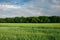 Green growing cereal, forest and gray sky