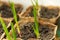 Green growing garlic planted in a peat container