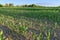 Green growing shoots of corn on the field in the sunset light of the sun, concept of future harvest, food production, agricultural