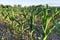 Green growing shoots of corn on the field in the sunset light of the sun, concept of future harvest, food production, agricultural