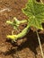 Green growing unripe cucumbers ovary on branch among the leaves