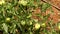 Green growing unripe tomatoes on a branch