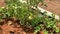 Green growing unripe tomatoes on a branch