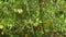 Green growing unripe tomatoes on a branch