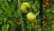 Green growing unripe tomatoes on a branch