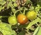 Green growing unripe tomatoes on branch among the leaves