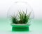 Green Growth - Air Plant Terrarium