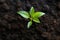 Green growth Top view of young avocado plant emerging from soil