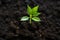 Green growth Top view of young avocado plant emerging from soil