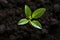 Green growth Top view of young avocado plant emerging from soil