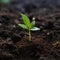 Green growth Top view of young avocado plant emerging from soil