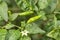 Green guinea pepper on peppers tree growing.