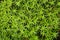Green haircap moss background