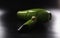 Green hairdryer, brand new device lay on dark background, instrument for beauty master