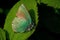 The green hairstreak