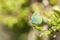 Green Hairstreak