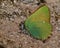 Green Hairstreak butterfly, Callophrys rubi