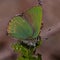 Green Hairstreak butterfly, Callophrys rubi