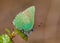 Green Hairstreak butterfly (Callophrys rubi)