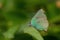 Green Hairstreak butterfly - Callophrys rubi