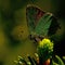 Green Hairstreak butterfly, Callophrys rubi