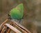 Green Hairstreak butterfly, Callophrys rubi