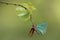 A Green Hairstreak Butterfly Callophrys rubi  in the early morning