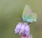 Green Hairstreak (Callophrys rubi) Butterfly with Green Camouflage Color