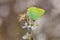 Green hairstreak, Callophrys rubi on white flower