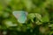 Green Hairstreak in a macro shot